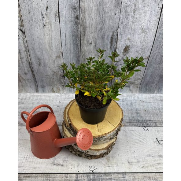 'Jessica' - azalia japońska
Rhododendron 'Jessica'