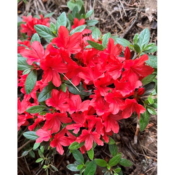 'Jessica' - azalia japońska
Rhododendron 'Jessica'