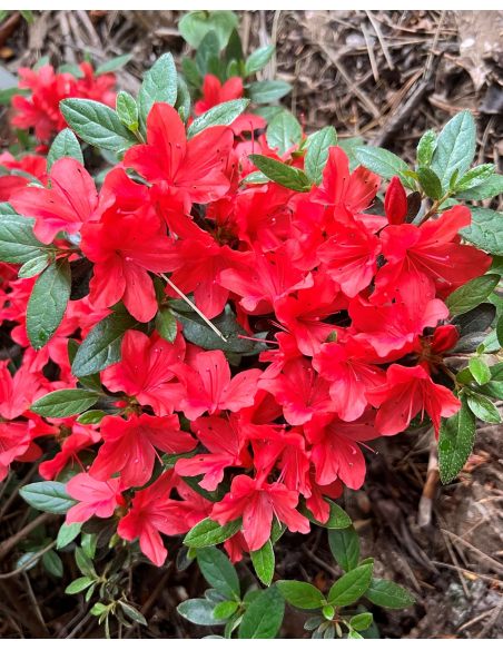 'Jessica' - azalia japońska
Rhododendron 'Jessica'
