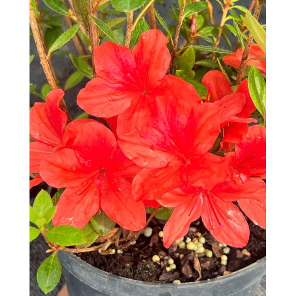 'Hachjuli' JULIETTE - azalia japońska
Rhododendron 'Hachjuli' JULIETTE