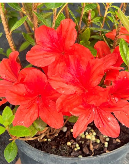 'Hachjuli' JULIETTE - azalia japońska
Rhododendron 'Hachjuli' JULIETTE