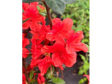 'Hachjuli' JULIETTE - azalia japońska
Rhododendron 'Hachjuli' JULIETTE