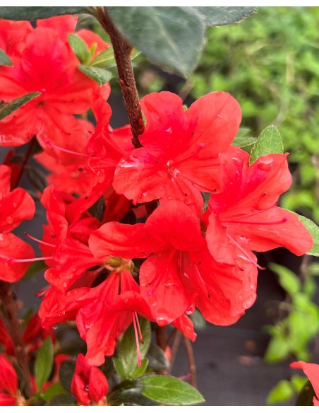 'Hachjuli' JULIETTE - azalia japońska
Rhododendron 'Hachjuli' JULIETTE