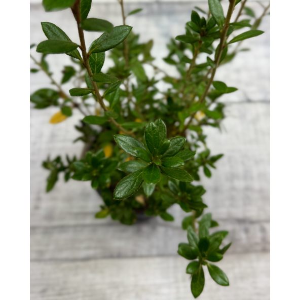 'Hachjuli' JULIETTE - azalia japońska
Rhododendron 'Hachjuli' JULIETTE