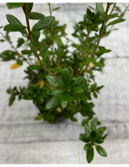 'Hachjuli' JULIETTE - azalia japońska
Rhododendron 'Hachjuli' JULIETTE