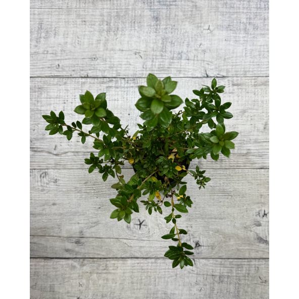 'Hachjuli' JULIETTE - azalia japońska
Rhododendron 'Hachjuli' JULIETTE