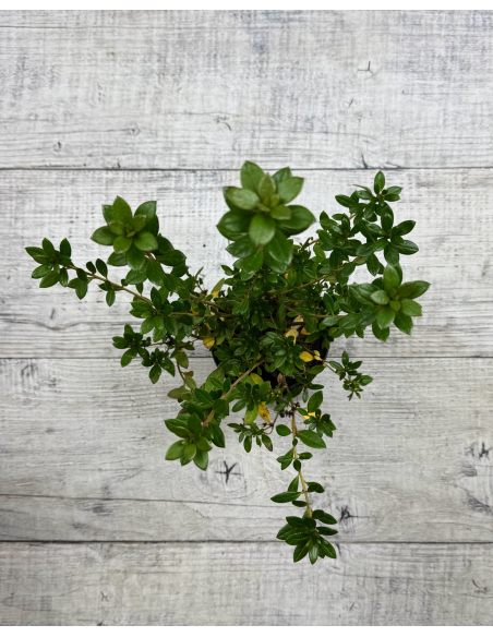 'Hachjuli' JULIETTE - azalia japońska
Rhododendron 'Hachjuli' JULIETTE