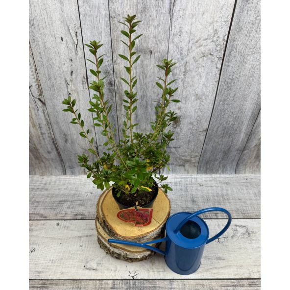 'Hachjuli' JULIETTE - azalia japońska
Rhododendron 'Hachjuli' JULIETTE