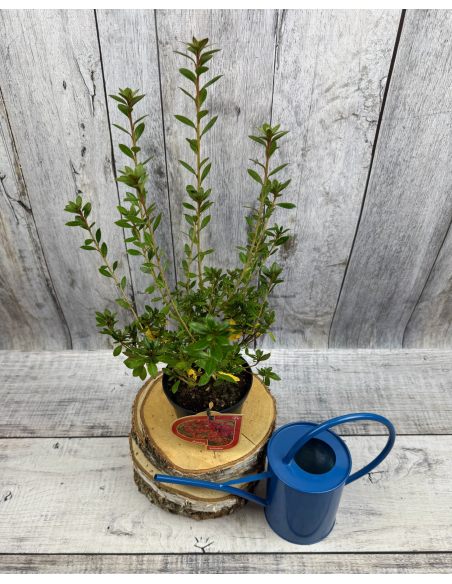 'Hachjuli' JULIETTE - azalia japońska
Rhododendron 'Hachjuli' JULIETTE