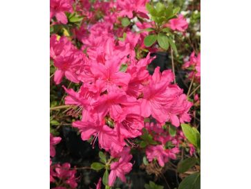 'Kačina' PBR - Azalia japońska
Rhododendron 'Kačina' PBR
(‘Kermesinum’ × ‘Profesor Jeršov’)