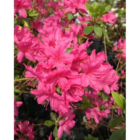 'Kačina' PBR - Azalia japońska
Rhododendron 'Kačina' PBR
(‘Kermesinum’ × ‘Profesor Jeršov’)
