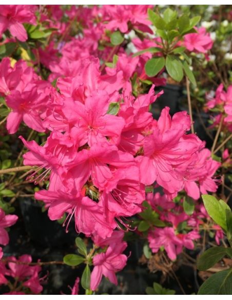 'Kačina' PBR - Azalia japońska
Rhododendron 'Kačina' PBR
(‘Kermesinum’ × ‘Profesor Jeršov’)