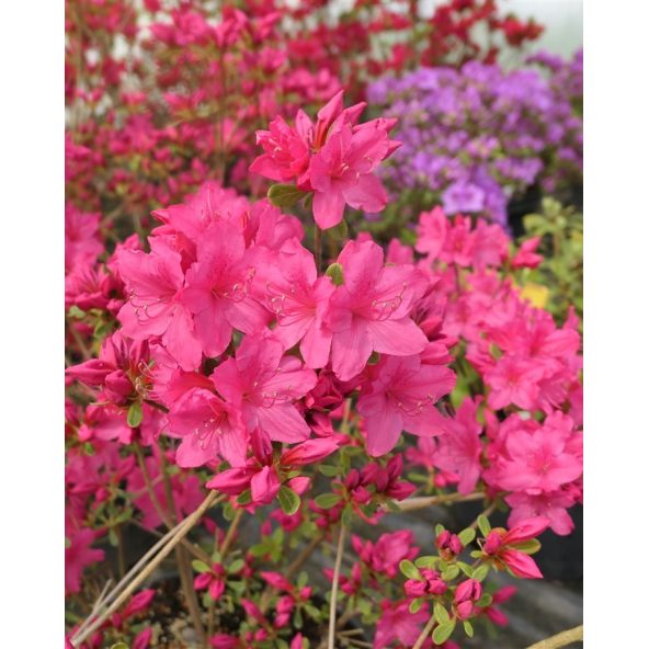 'Kačina' PBR - Azalia japońska
Rhododendron 'Kačina' PBR
(‘Kermesinum’ × ‘Profesor Jeršov’)