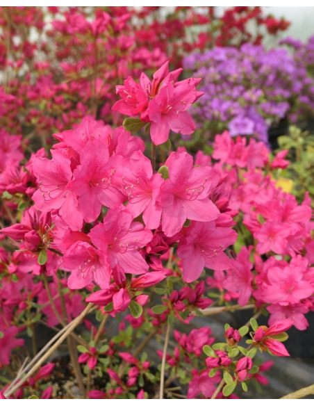 'Kačina' PBR - Azalia japońska
Rhododendron 'Kačina' PBR
(‘Kermesinum’ × ‘Profesor Jeršov’)