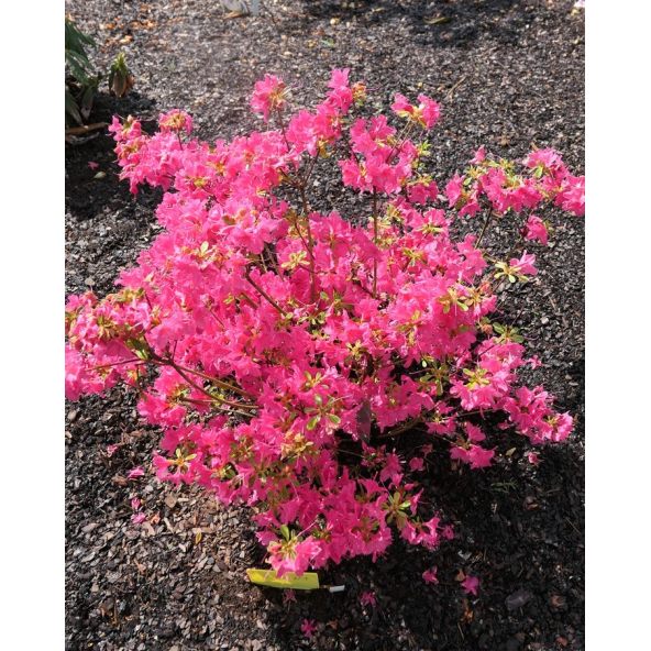 'Kačina' PBR - Azalia japońska
Rhododendron 'Kačina' PBR
(‘Kermesinum’ × ‘Profesor Jeršov’)