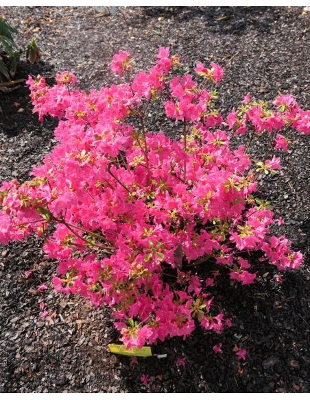 'Kačina' PBR - Azalia japońska
Rhododendron 'Kačina' PBR
(‘Kermesinum’ × ‘Profesor Jeršov’)