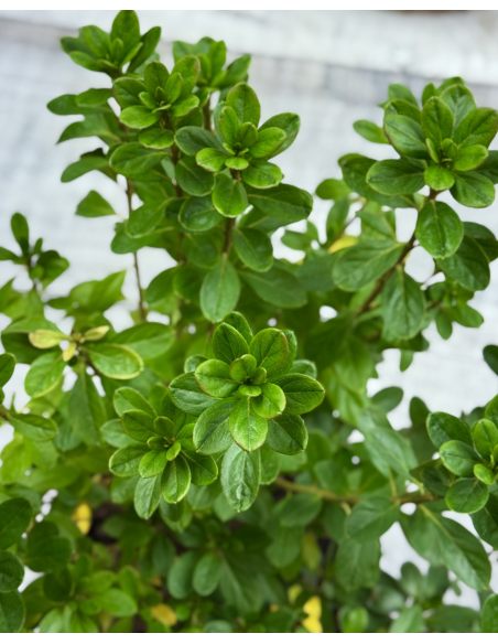 'Kačina' PBR - Azalia japońska
Rhododendron 'Kačina' PBR
(‘Kermesinum’ × ‘Profesor Jeršov’)