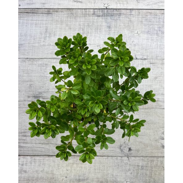 'Kačina' PBR - Azalia japońska
Rhododendron 'Kačina' PBR
(‘Kermesinum’ × ‘Profesor Jeršov’)