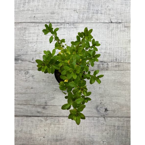 'Kačina' PBR - Azalia japońska
Rhododendron 'Kačina' PBR
(‘Kermesinum’ × ‘Profesor Jeršov’)