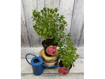 'Kačina' PBR - Azalia japońska
Rhododendron 'Kačina' PBR
(‘Kermesinum’ × ‘Profesor Jeršov’) 2