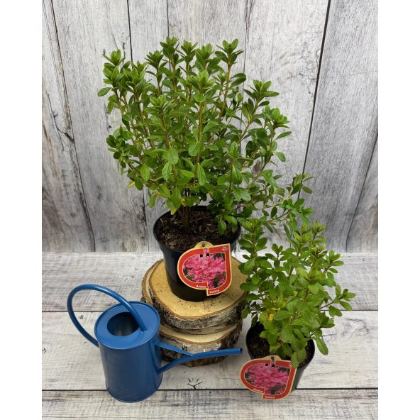 'Kačina' PBR - Azalia japońska
Rhododendron 'Kačina' PBR
(‘Kermesinum’ × ‘Profesor Jeršov’)