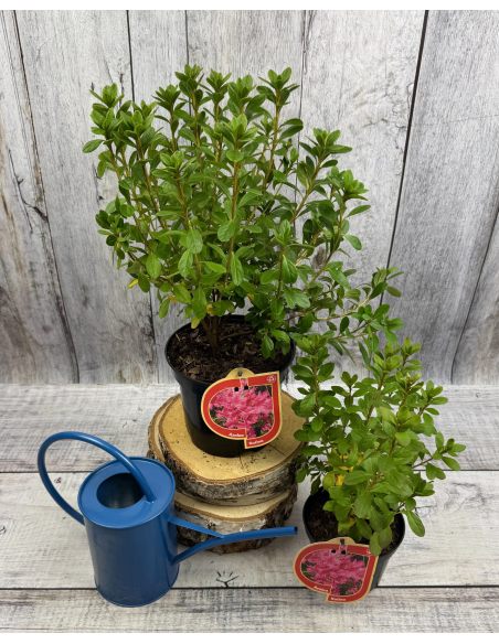 'Kačina' PBR - Azalia japońska
Rhododendron 'Kačina' PBR
(‘Kermesinum’ × ‘Profesor Jeršov’)