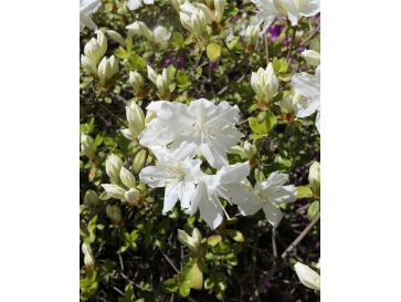 'Kermesina Alba' - azalia japońska
Rhododendron 'Kermesina Alba'