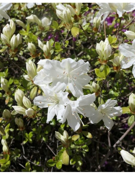 'Kermesina Alba' - azalia japońska
Rhododendron 'Kermesina Alba'