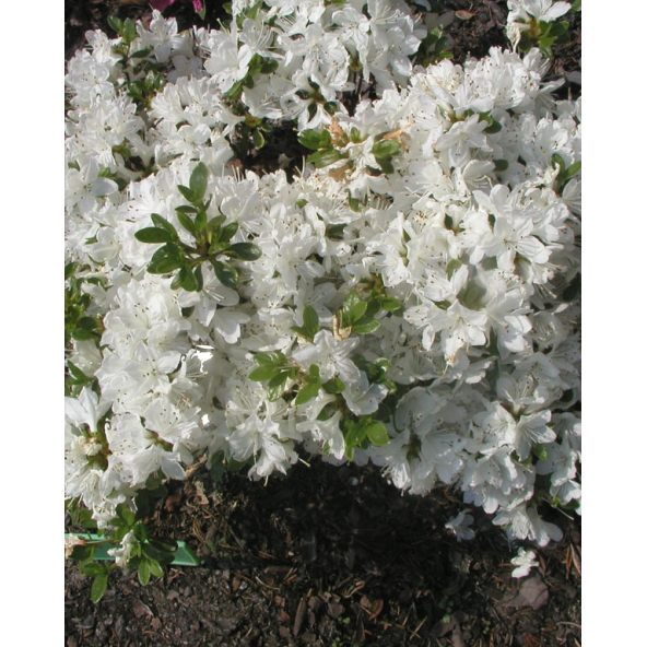 'Kermesina Alba' - azalia japońska
Rhododendron 'Kermesina Alba'