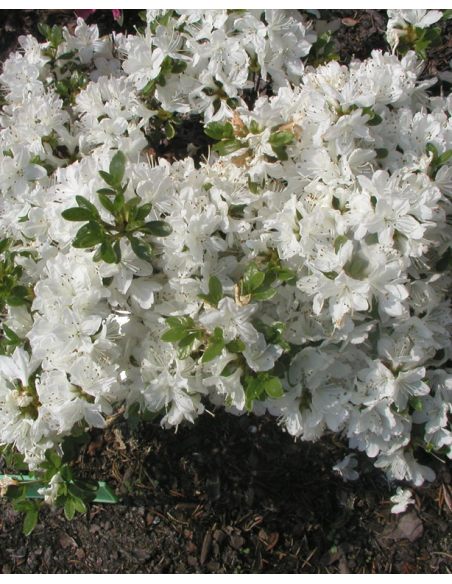 'Kermesina Alba' - azalia japońska
Rhododendron 'Kermesina Alba'