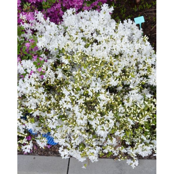 'Kermesina Alba' - azalia japońska
Rhododendron 'Kermesina Alba'