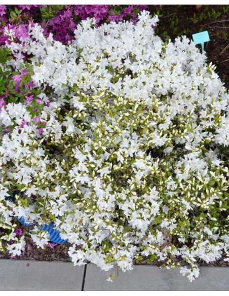 'Kermesina Alba' - azalia japońska
Rhododendron 'Kermesina Alba'