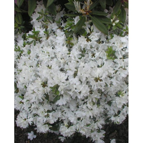 'Kermesina Alba' - azalia japońska
Rhododendron 'Kermesina Alba'