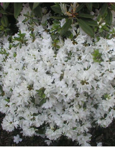 'Kermesina Alba' - azalia japońska
Rhododendron 'Kermesina Alba'