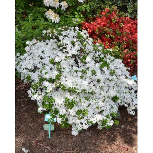 'Kermesina Alba' - azalia japońska
Rhododendron 'Kermesina Alba'