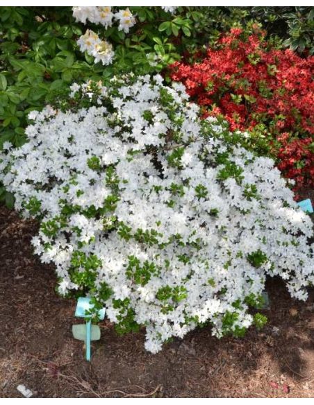 'Kermesina Alba' - azalia japońska
Rhododendron 'Kermesina Alba'