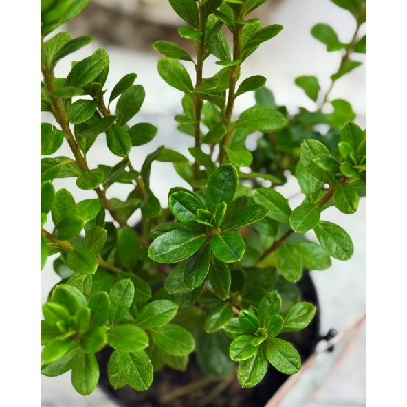 'Kermesina Alba' - azalia japońska
Rhododendron 'Kermesina Alba'