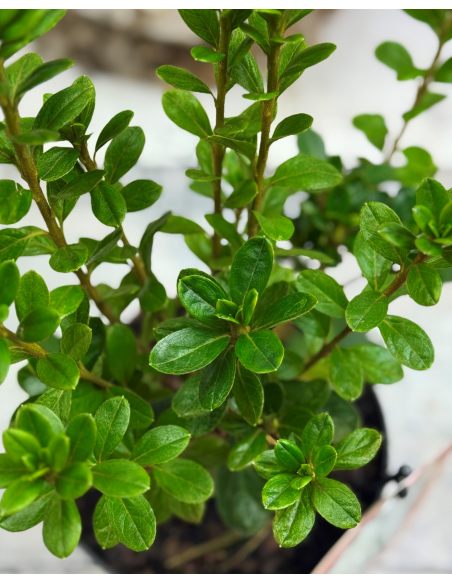'Kermesina Alba' - azalia japońska
Rhododendron 'Kermesina Alba'