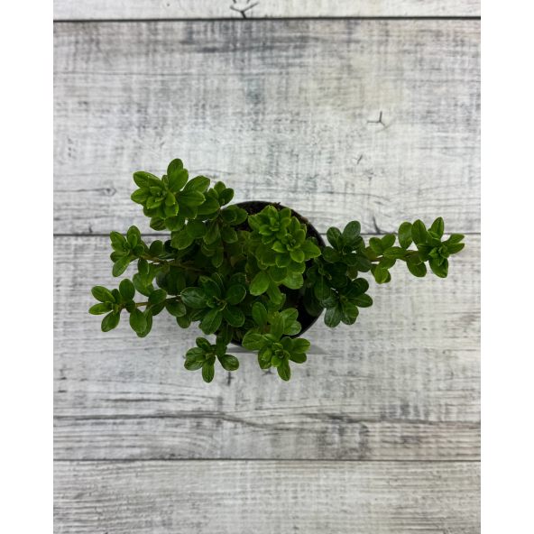 'Kermesina Alba' - azalia japońska
Rhododendron 'Kermesina Alba'