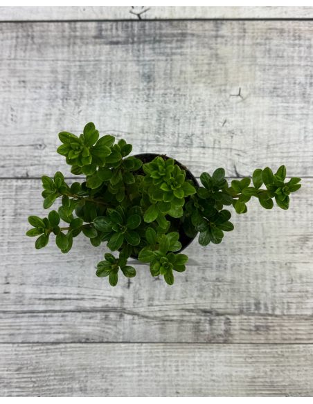 'Kermesina Alba' - azalia japońska
Rhododendron 'Kermesina Alba'