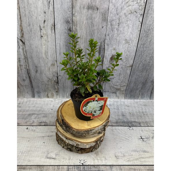 'Kermesina Alba' - azalia japońska
Rhododendron 'Kermesina Alba'