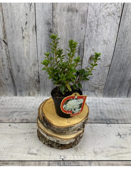 'Kermesina Alba' - azalia japońska
Rhododendron 'Kermesina Alba'