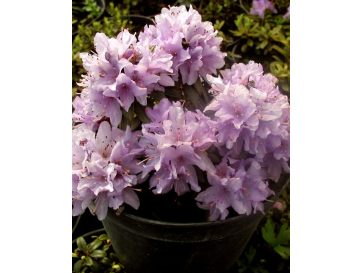 'Krumlov' - różanecznik miniaturowy
Rhododendron 'Krumlov'