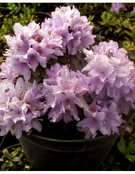 'Krumlov' - różanecznik miniaturowy
Rhododendron 'Krumlov'
