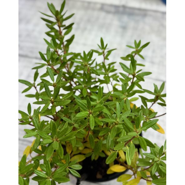 'Krumlov' - różanecznik miniaturowy
Rhododendron 'Krumlov'