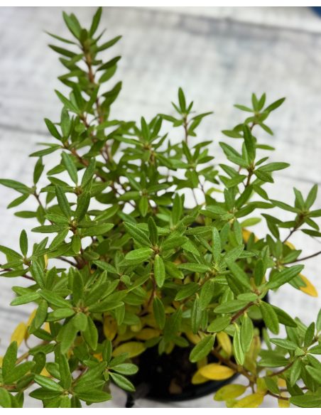 'Krumlov' - różanecznik miniaturowy
Rhododendron 'Krumlov'