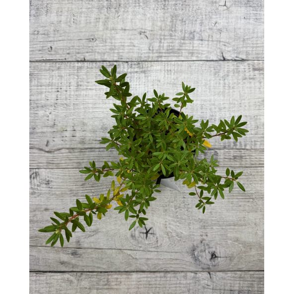 'Krumlov' - różanecznik miniaturowy
Rhododendron 'Krumlov'