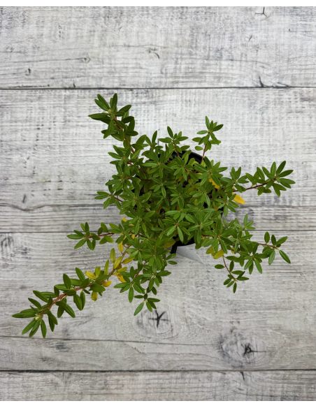 'Krumlov' - różanecznik miniaturowy
Rhododendron 'Krumlov'