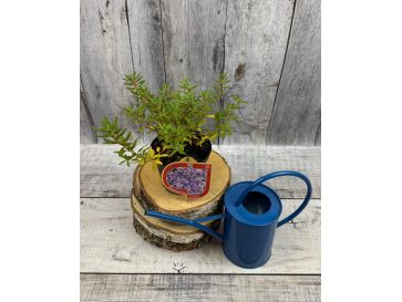 'Krumlov' - różanecznik miniaturowy
Rhododendron 'Krumlov' 2