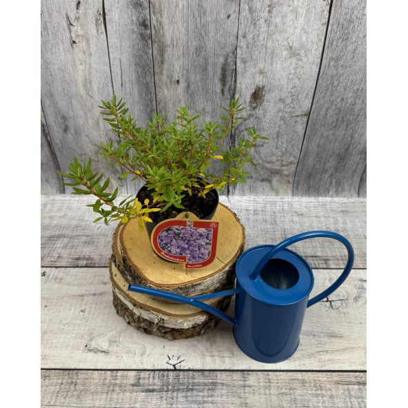 'Krumlov' - różanecznik miniaturowy
Rhododendron 'Krumlov'